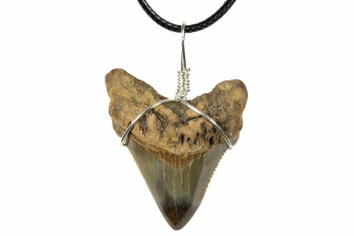 Fossil Angustiden Tooth Necklace - Megalodon Ancestor #130971